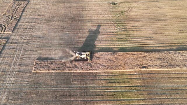 Aerial Drone View of Combine Harvester Harvesting Grain Field with White Storks in Podlaskie, Poland