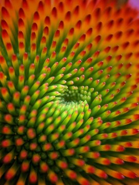 Echinacea blossom