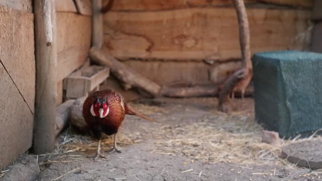 Colorful male common pheasant with vibrant plumage walking inside a rustic wooden poultry enclosure