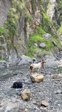 Mountain Goat Standing on Rock Near River in Scenic Rocky Canyon | Vertical Nature Video