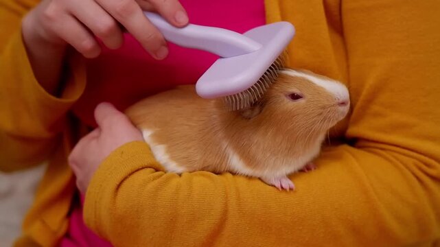 Owner's hands carefully grooming a calm red and white cavy with a special pet brush