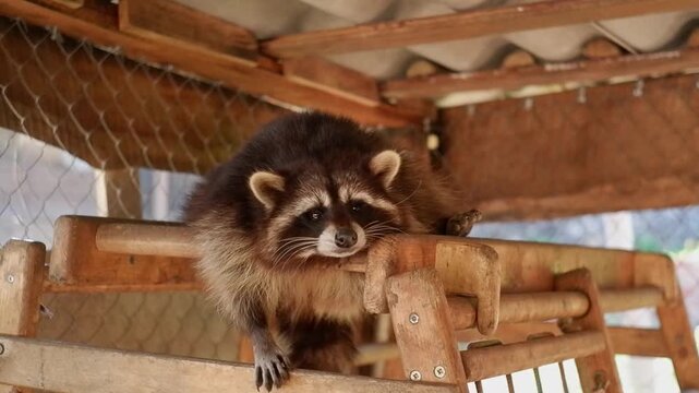 Cute raccoon with a sad expression lying on a wooden shelf in an aviary or zoo looking at the camera