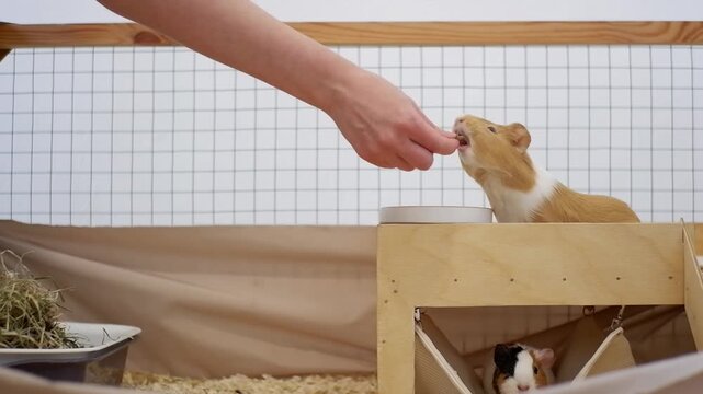 Woman feeding a cute guinea pig in its wooden house while another rests in a hammock