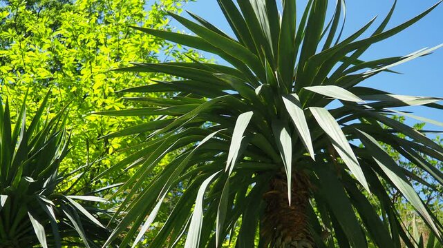 Yucca, Adam needle or Spanish-bayonet. Genus is classified in asparagus family in subfamily with Agave. Rosette of leaves. Dry living conditions. Spanish dagger, shin dagger, soapweed, or soaptree.