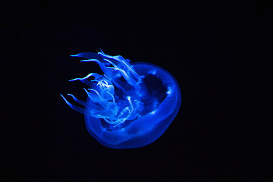 Blue blubber jellyfish. Catostylus mosaicus specimen. Electric cobalt medusa. Glowing neon stinger. Pitch black background. Round translucent bell. Thick oral arms. Fingerlike pointed tentacles. Deep