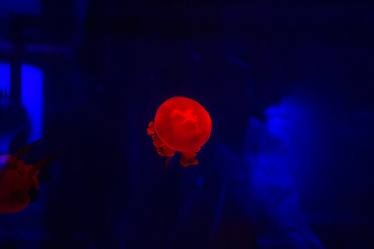 Red moon jellyfish. Aurelia aurita specimen. Glowing scarlet medusa. Crimson ocean creature. Luminous aquatic organism. Round translucent bell. Dark blue background. Deep marine environment. Ruby