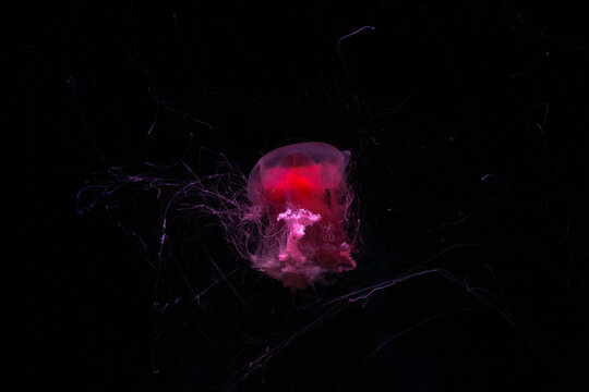 Lions mane jellyfish. Magenta core medusa. Glowing pink center. Translucent outer bell. Deep sea organism. Fine hair tentacles. Pitch black background. Marine biology specimen. Ocean science research