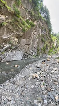 A vertical nature video featuring a mountain goat standing on a rock beside a flowing river in a rugged rocky canyon. Surrounded by natural cliffs, green vegetation,  a peaceful wilderness environment