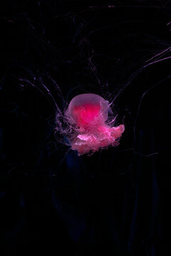 Lions mane jellyfish. Magenta core medusa. Glowing pink center. Translucent outer bell. Deep sea organism. Fine hair tentacles. Pitch black background. Marine biology specimen. Ocean science research