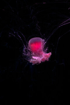 Lions mane jellyfish. Magenta core medusa. Glowing pink center. Translucent outer bell. Deep sea organism. Fine hair tentacles. Pitch black background. Marine biology specimen. Ocean science research