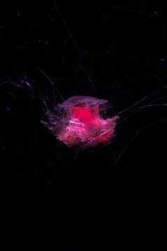 Lions mane jellyfish. Magenta core medusa. Glowing pink center. Translucent outer bell. Deep sea organism. Fine hair tentacles. Pitch black background. Marine biology specimen. Ocean science research