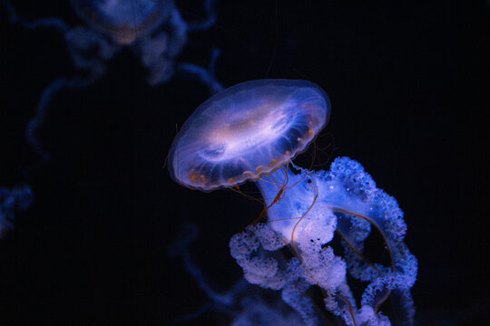 Jellyfish. Pacific sea nettle. Chrysaora fuscescens group. Golden rimmed umbrella. Floating marine invertebrate. Translucent ocean organism. Lacy oral arms. Fluffy white tentacles. Deep purple
