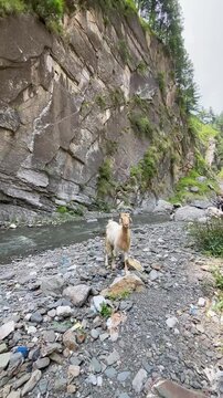 A vertical nature video featuring a mountain goat standing on a rock beside a flowing river in a rugged rocky canyon. Surrounded by natural cliffs, green vegetation, 