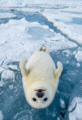 Cute White Harp Seal Pup Lying On Blue Ice Floe Looking Up At Camera In Arctic Winter © PixelonMe