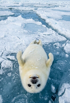 Cute White Harp Seal Pup Lying On Blue Ice Floe Looking Up At Camera In Arctic Winter