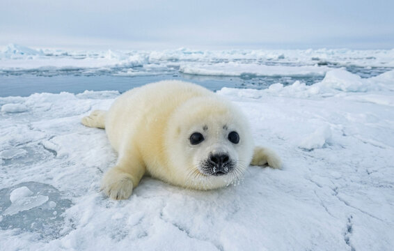 Cute White Harp Seal Pup Resting On Frozen Arctic Ice Floe Looking At Camera In Cold Winter Nature