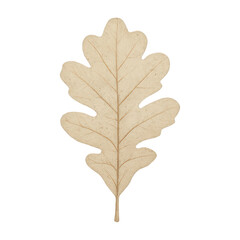 Fototapeta premium PNG Elegant oak leaf illustration