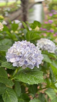 Delicate light purple and green hydrangea blossoms glisten with fresh raindrops, capturing the soft and serene essence of the Japanese rainy season.