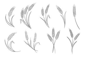 Fototapeta premium Barley, rye, and oat stalks in detailed sketch style. Isolated vector icons perfect for organic farming branding, brewery labels, and agricultural illustration projects.