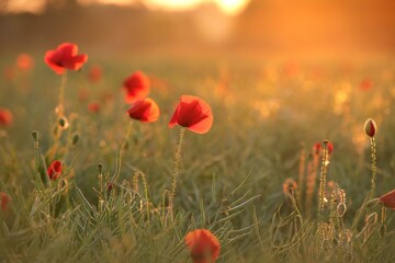 Naklejka premium Poppy in the field during sunset. Poland.