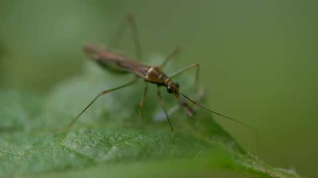 Damsel bug macro eating prey - Nabidae