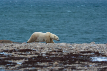 Fototapeta premium polar bear on the beach
