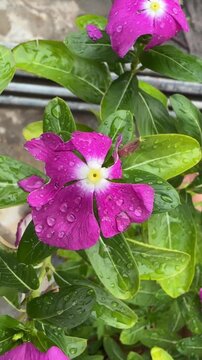 Periwinkle or Madagascar Periwinkle flower in the garden.