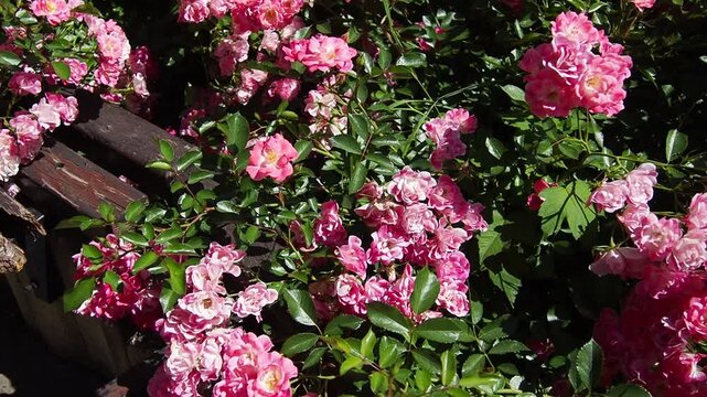 Vibrant pink roses bloom amidst lush green leaves. Soft light highlights petals in gentle, natural motion. No people present in this serene botanical scene. Ideal for themes like spring, romance