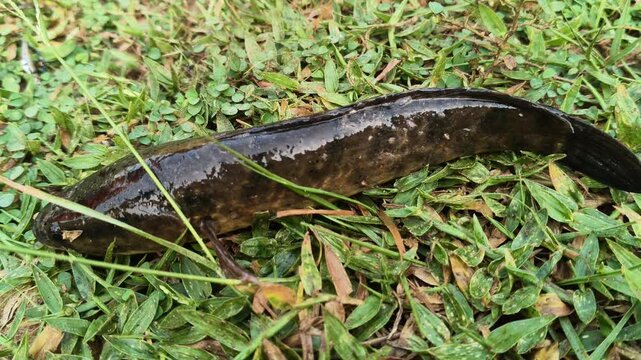 Channa striata or the&nbsp;striped snakehead fish. It is a species of&nbsp;snakehead&nbsp;fish. Its &nbsp;common name is snakehead,&nbsp;chevron snakehead, snakehead murrel&nbsp;and&nbsp;mudfish.
