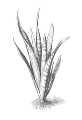 Fototapeta premium Snake plant illustrated in vintage botanical engraving style.