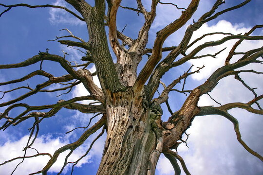 Toter Baum
