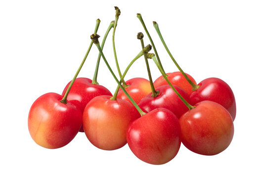 日本のサクランボ / Japanese cherries