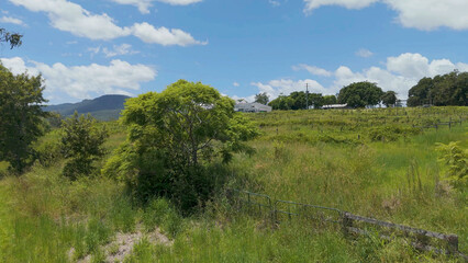Fototapeta premium Rural Vineyard Landscape with Green Trees and Mountains in Beaudesert Australia