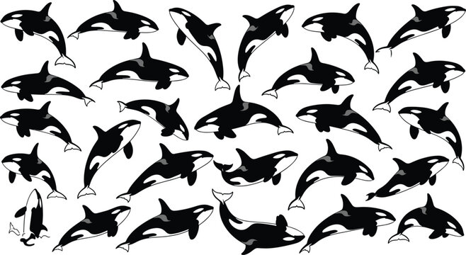 Orca whale silhouette collection showing various swimming, jumping, and diving poses &mdash; killer whale vector icons for marine life designs