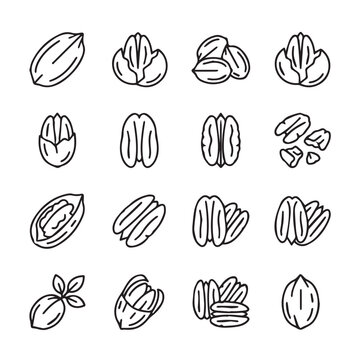 Pecan nuts in shell and shelled halves with leaves in clean line art style for healthy eating concepts