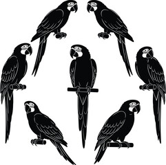 Parrot bird silhouettes, tropical exotic parrots perched, detailed macaw illustration, black and white wildlife vector illustration © Amazing2026