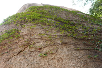 Climbing vines covering a massive granite boulder in a natural landscape © Lilja