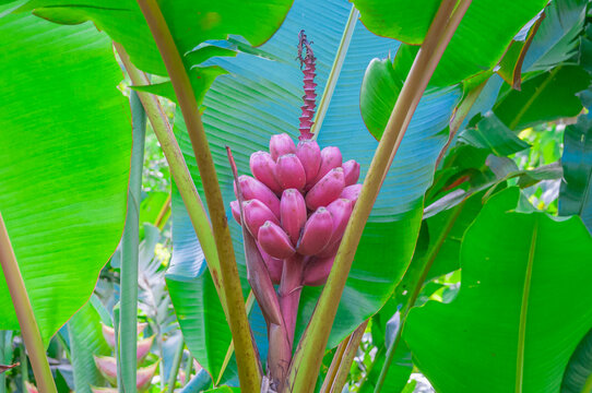 Bananier Musa Velutina dans un jardin tropical.