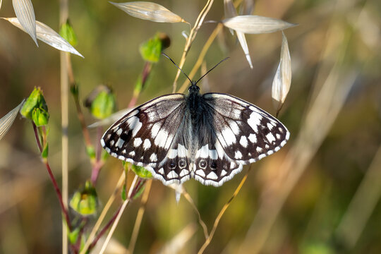 
Satyridae / Anadolu Melikesi / Balkan Marbled White / Melanargia larissa