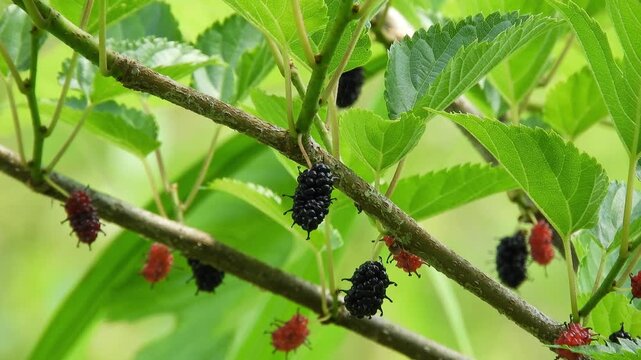 【4K】新緑の森に実る野生のヤマグワ：黒く熟したクワの実。青森の山林に息づく初夏のボタニカル自然映像素材　[4K] Wild Japanese Mulberry (Morus australis) with Ripe Black Berries: Nature B-roll in Aomori Japan  撮影日：20260628-1