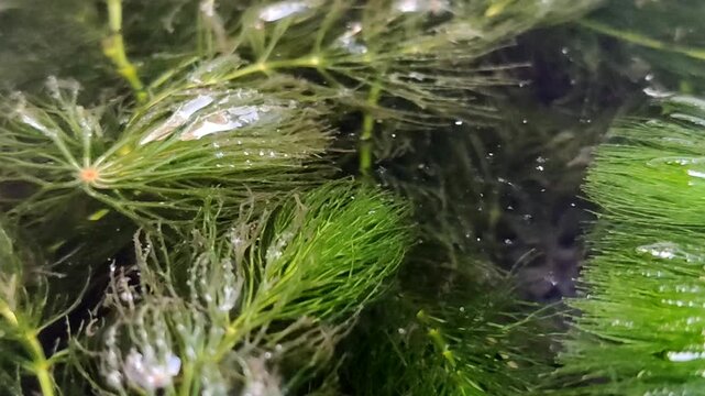 Hornwort (Ceratophyllum demersum) or Coontail aquatic plant floating in water. This plant is a natural toxin absorber that purifies water and a high oxygen producer (oxygenator)