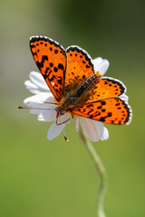 Nymphalidae / Benekli İparhan / Spotted fFitillary / Melitaea didyma © Yasin