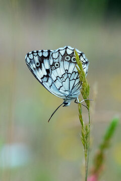 
Satyridae / Anadolu Melikesi / Balkan Marbled White / Melanargia larissa