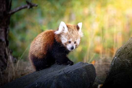red panda in tree