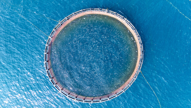 Aerial view of a circular fish farm floating in the clear blue Ionian Sea waters off the coast of Corfu, Greece.