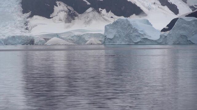 Steady wide-angle shot of a humpback whale tail fluke surfacing during a dive in the calm waters of the Errera Channel, with blue icebergs and snow-covered mountains