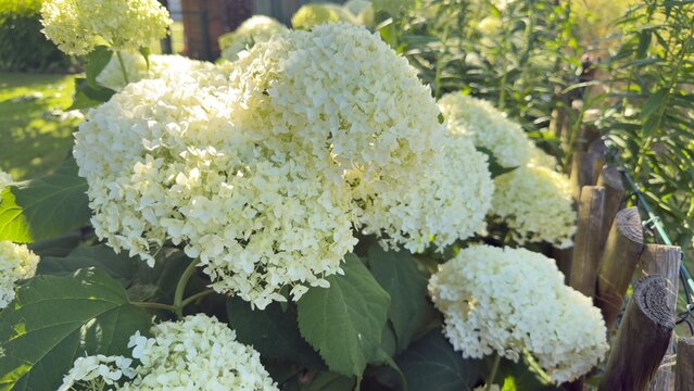 Wei&szlig;e Hortensienbl&uuml;ten (Hydrangea arborescens 'Annabelle') im Garten | Querformat - Sommerliche Nahaufnahme prachtvoller Hortensienbl&uuml;ten mit weichem Hintergrund. Ruhige Gartenaufnahme in hoher Detail