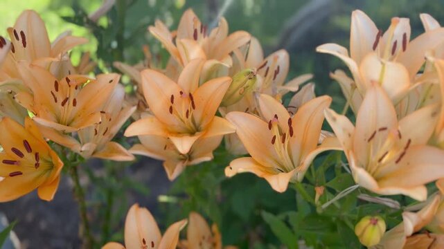Bl&uuml;hende Asiatische Lilien (Lilium &times; hybrida) im Sommergarten | Querformat - Leuchtend orange Asiatische Lilien in voller Bl&uuml;te. Ruhiges Naturvideo im Querformat mit sommerlicher Garten