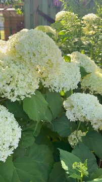 Schneeball-Hortensie (Hydrangea arborescens 'Annabelle') in voller Bl&uuml;te | Hochformat - Wei&szlig;e Bl&uuml;tenb&auml;lle der Annabelle-Hortensie im warmen Sommerlicht. Ruhiges Naturvideo mit sanften Kamerabewegungen