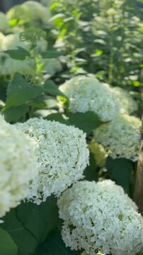 Wei&szlig;e Annabelle-Hortensie (Hydrangea arborescens) im Sommergarten | Hochformat - Nahaufnahme &uuml;ppiger Bl&uuml;ten der Schneeball-Hortensie (Hydrangea arborescens 'Annabelle') mit nat&uuml;rlichem Bokeh und somme
